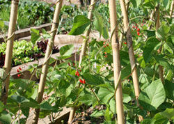 Runner bean plant at Rowan Garden Centre